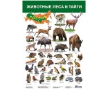 Плакат Животные леса и тайги 2687
